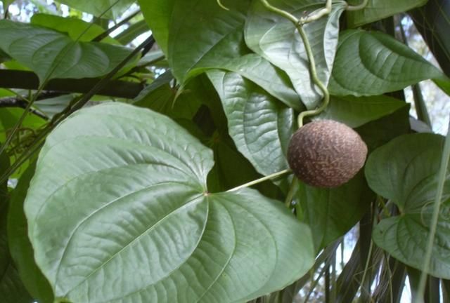 户外有毒植物科普：黄独