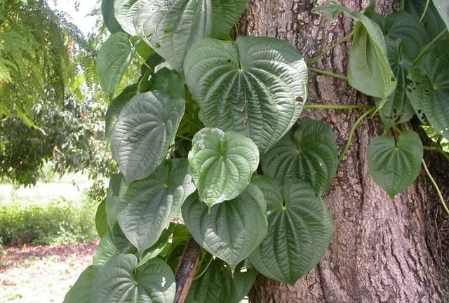 户外有毒植物科普：黄独