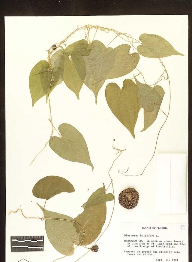 户外有毒植物科普：黄独