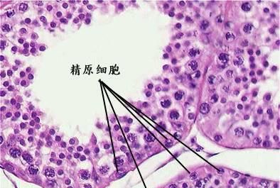 精子是怎么样形成的图1