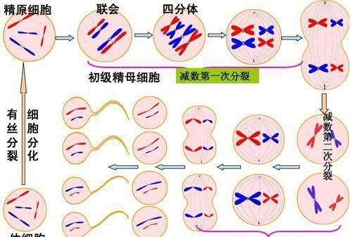 精子是怎么样形成的图2