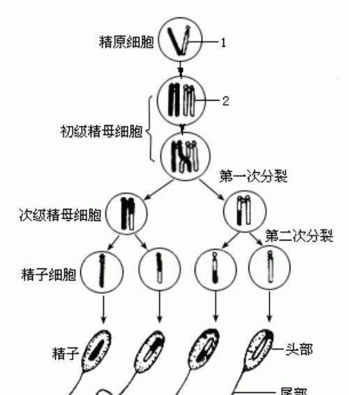精子是怎么样形成的图3