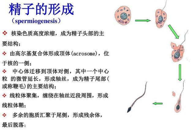 精子是怎么样形成的图4