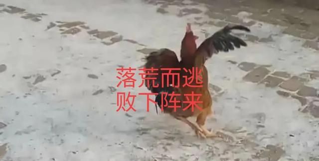 什么样的鸡肉好吃,什么样的品种土鸡肉好吃图3