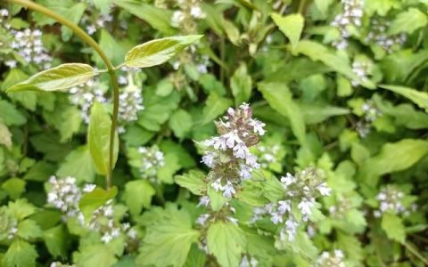路边常见的“白毛夏枯草”，老人称为“败血草”，若遇见请珍惜