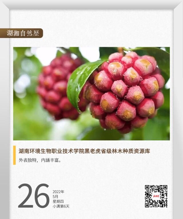 湖湘自然历丨生命“多”精彩⑨传说中的“黑老虎”，竟是美容养生长寿果