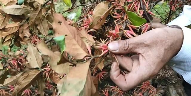 农村杉树上的寄生物，农民用来当柴烧，却是很好的药村，30元一斤