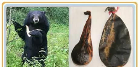 跟我识中药 | 熊胆虽好，请用替代药！