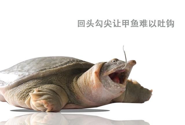关于钓甲鱼,袍哥钓甲鱼图1