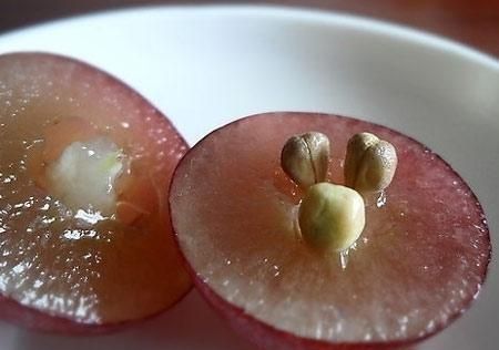吃葡萄籽真的可以抗衰老吗图2