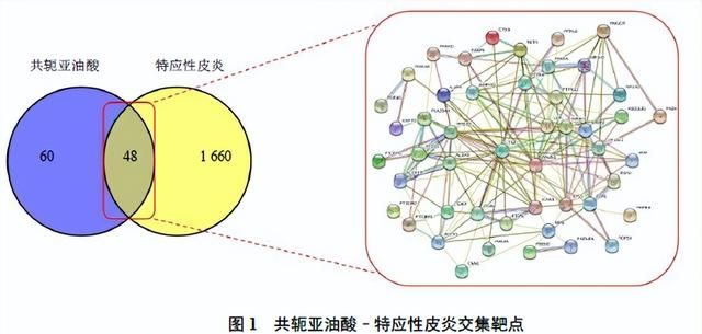 共轭亚油酸治疗特应性皮炎的作用机制研究
