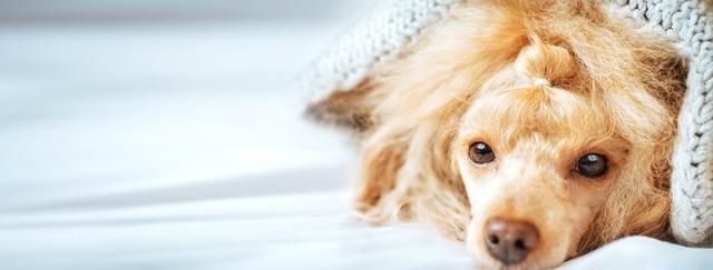 比细小更可怕的传染病：看似毫不起眼的犬瘟热，却带走无数生命