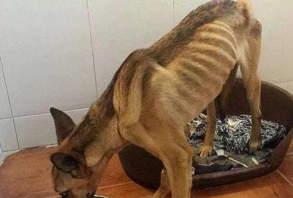 比细小更可怕的传染病：看似毫不起眼的犬瘟热，却带走无数生命