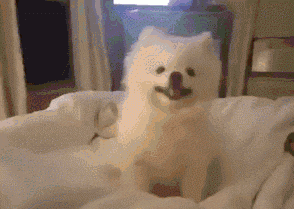 比细小更可怕的传染病：看似毫不起眼的犬瘟热，却带走无数生命