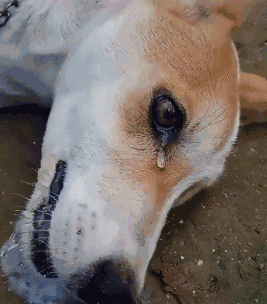 比细小更可怕的传染病：看似毫不起眼的犬瘟热，却带走无数生命
