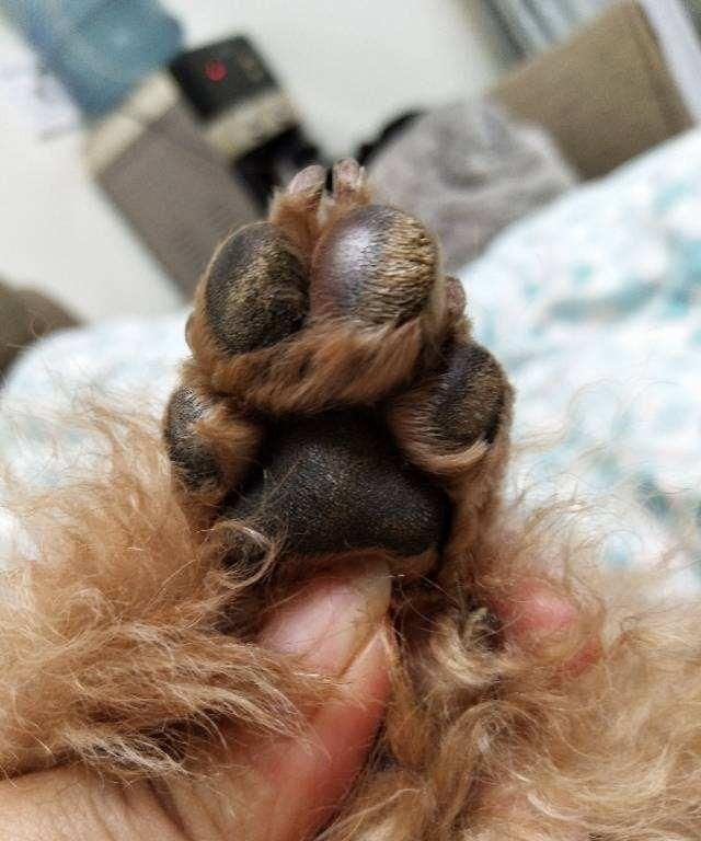 比细小更可怕的传染病：看似毫不起眼的犬瘟热，却带走无数生命