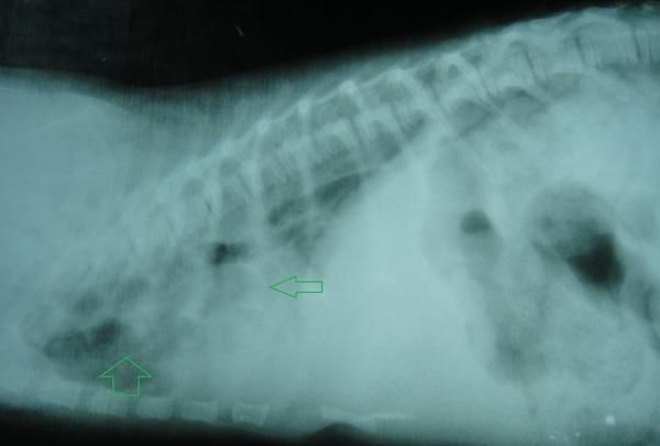 比细小更可怕的传染病：看似毫不起眼的犬瘟热，却带走无数生命