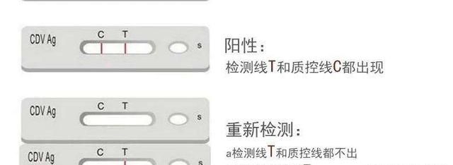 比细小更可怕的传染病：看似毫不起眼的犬瘟热，却带走无数生命