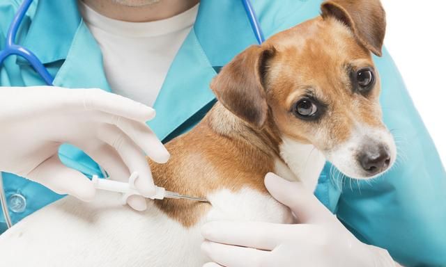 比细小更可怕的传染病：看似毫不起眼的犬瘟热，却带走无数生命