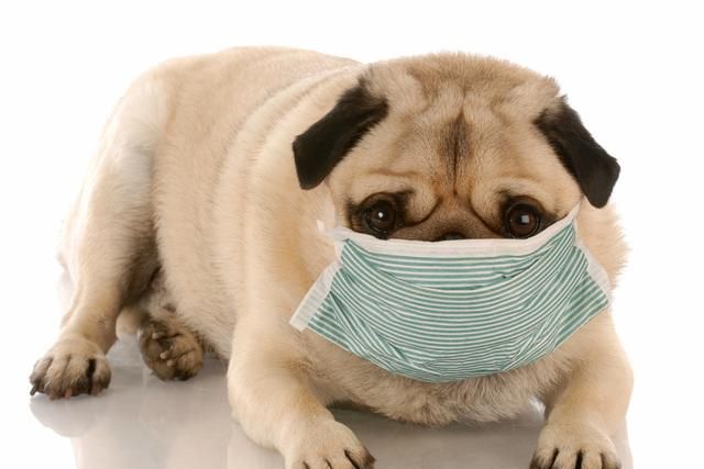 比细小更可怕的传染病：看似毫不起眼的犬瘟热，却带走无数生命