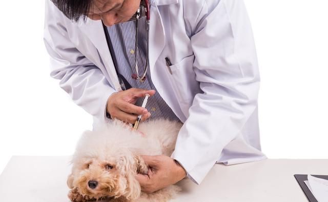 比细小更可怕的传染病：看似毫不起眼的犬瘟热，却带走无数生命