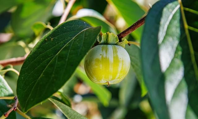 种植柿树消除虫害，才能获得丰产，柿树常见4种虫害防治要点