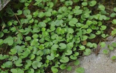 小时候路边的常见的野草(路边常见的野草图片及名称)