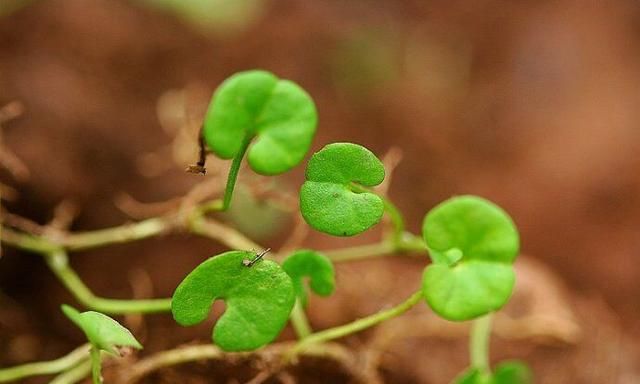 路边“珍贵”的野草，你见过吗？长相似铜钱草，踩不死！