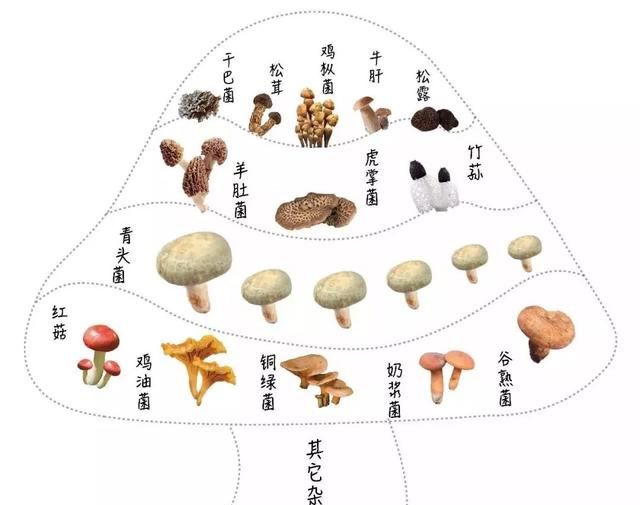 云南人，么得感情的菌菇杀手，吃法好好看这篇