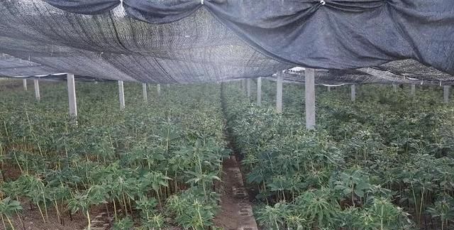 重楼种植该如何施肥图4