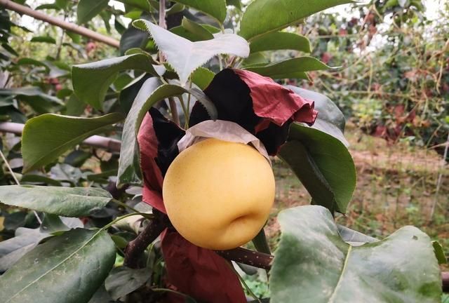 黄金梨树苗品种介绍黄金梨成熟期黄金梨发源地