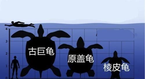 世界上最大的龟是什么龟,世界上体型最大的海龟是什么龟体图2