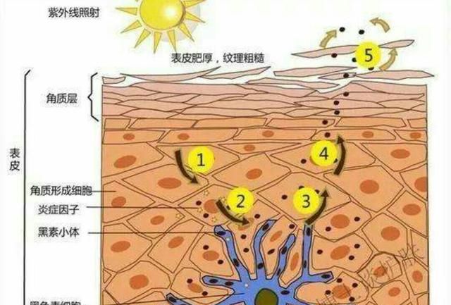 见效快的护肤品是不是有激素(怎么样分别护肤品是不是含有激素)图7