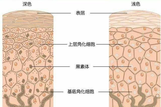 见效快的护肤品是不是有激素(怎么样分别护肤品是不是含有激素)图8