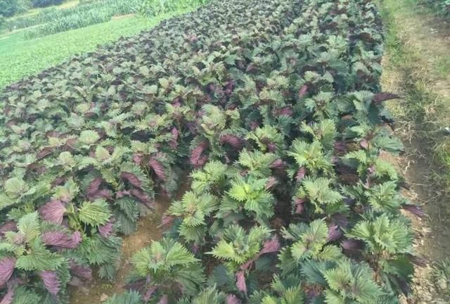 近些年很火的紫苏你都是怎么吃的图8