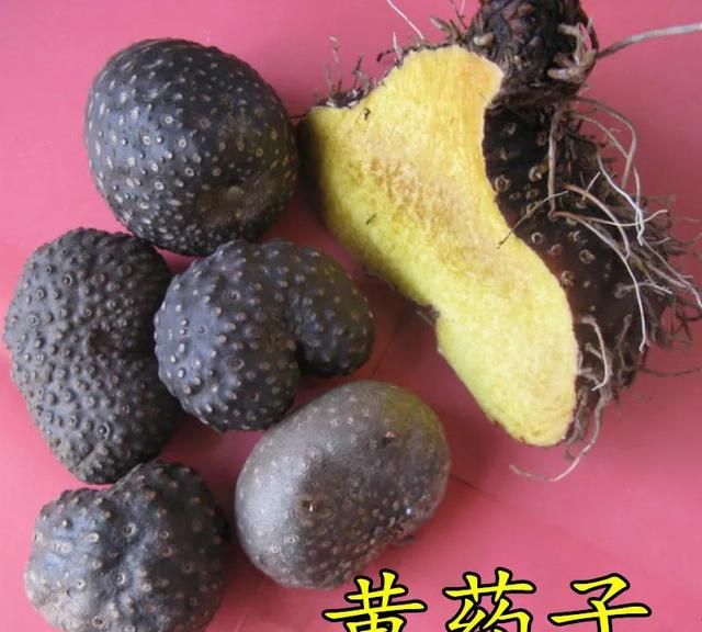 中药古今研究：黄药子
