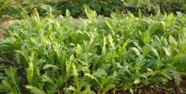 怎样炒茼蒿菜(大厨炒茼蒿菜)图2