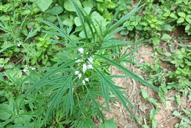 广东婆婆教的药膳汤，简单一煲气血双补，月经不调的女性要多喝
