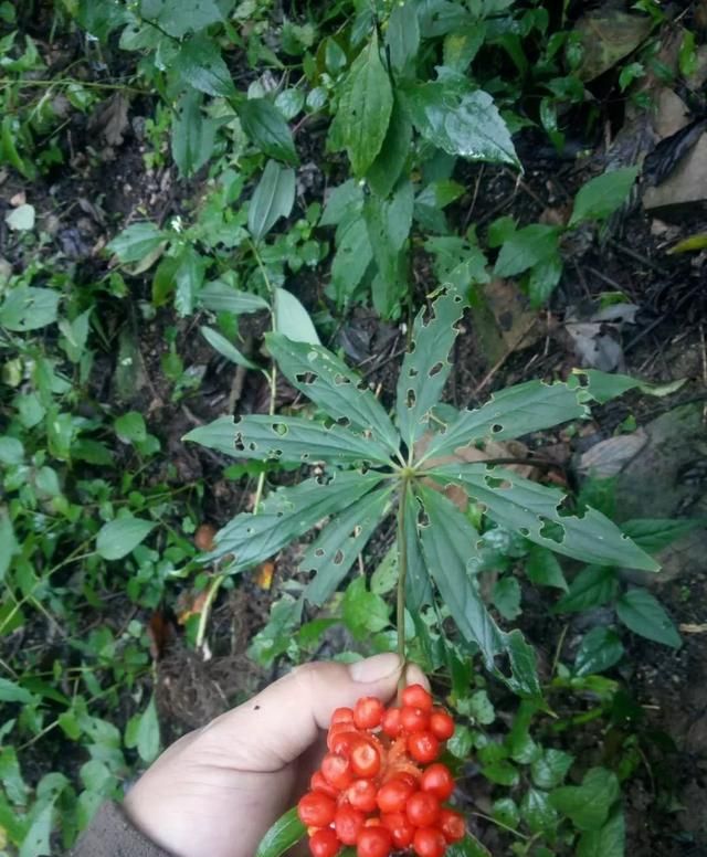 重楼七叶一枝花它有哪些药用价值图2