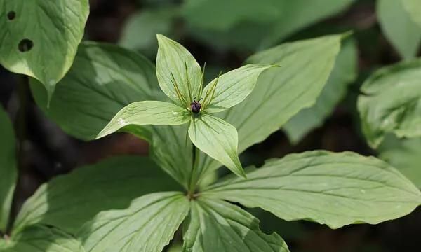 重楼七叶一枝花它有哪些药用价值图11