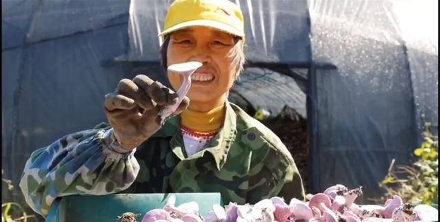 蘑菇，紫的，还带花……20元一斤｜今年新引进地产的“紫花脸”上市了，买吗？