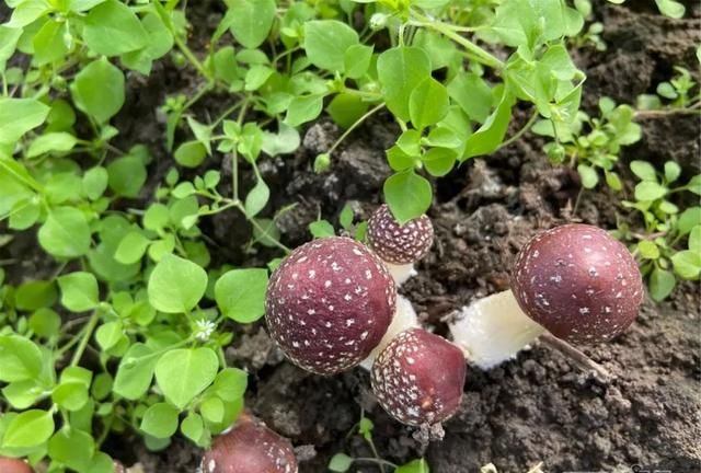 蘑菇，紫的，还带花……20元一斤｜今年新引进地产的“紫花脸”上市了，买吗？