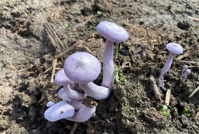 蘑菇，紫的，还带花……20元一斤｜今年新引进地产的“紫花脸”上市了，买吗？