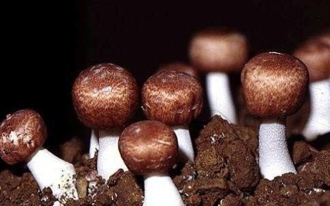 姬松茸自己怎么种植