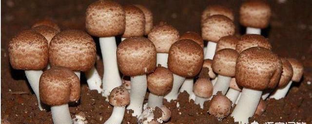 姬松茸自己怎么种植图3