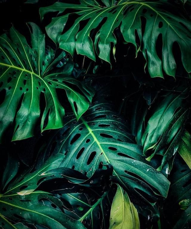 植物有灵且美