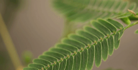 植物有灵且美