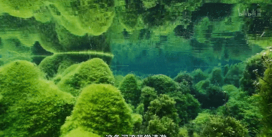 植物有灵且美