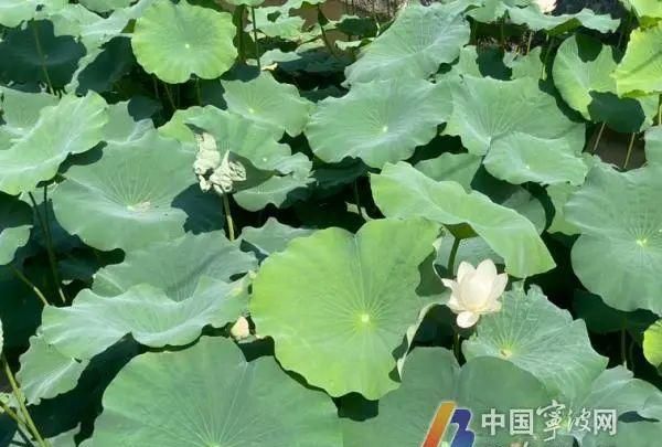 明日入伏！入伏出伏时间怎么算？“三伏贴”怎么贴？答案来了