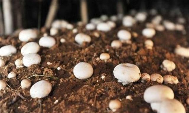 蘑菇高效优质栽培技术要点，及推广建议，相关工作人员不妨看看！